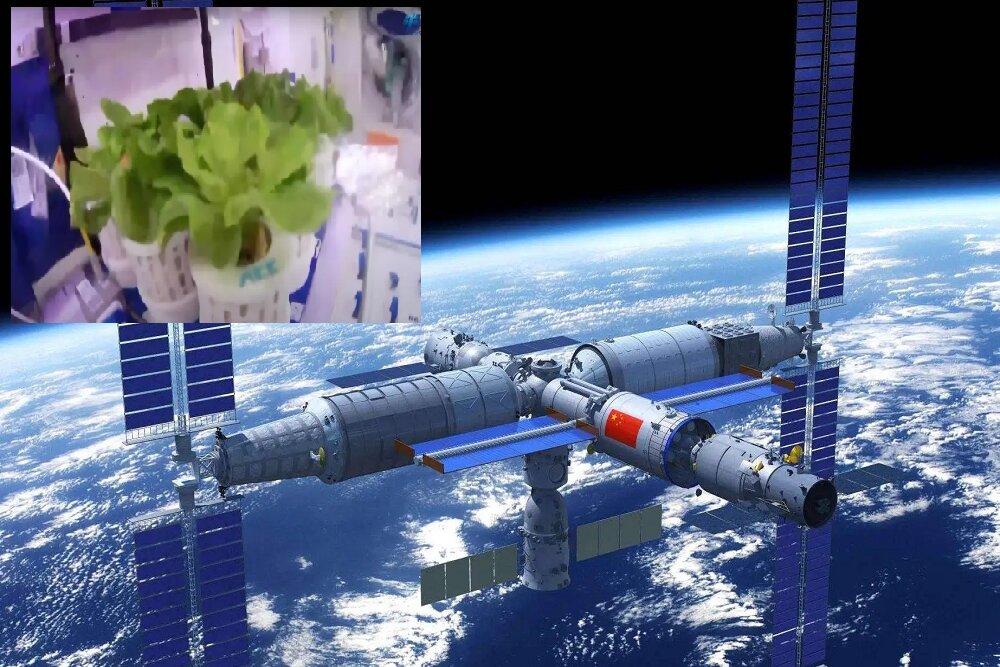 کشت کاهو، گوجه گیلاسی و پیازچه در ایستگاه فضایی چین