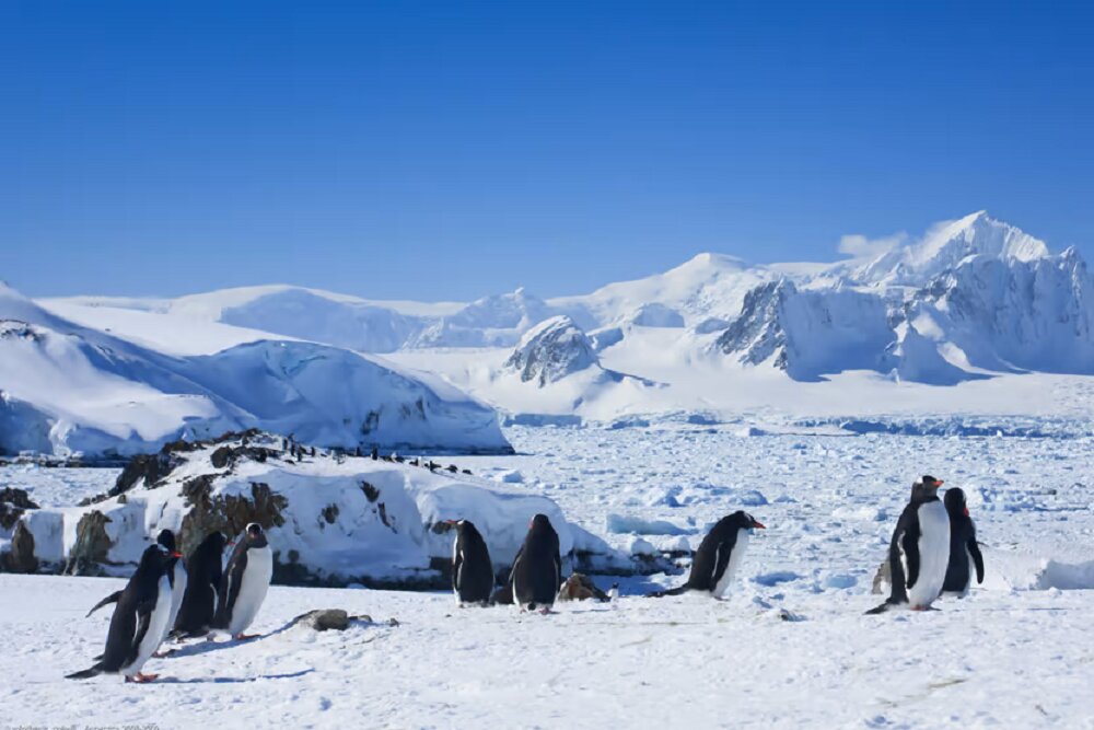 احداث پایگاه تحقیقاتی جنوبگان با ۱۰۰ هزار دلار/پیشنهاد محققان برای حضور در قطب