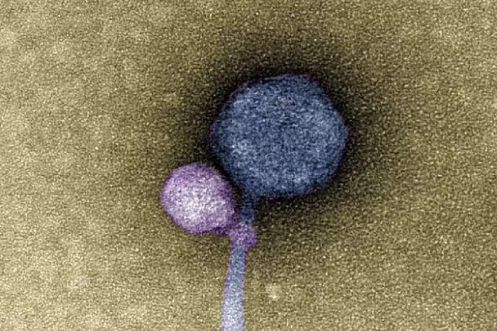 مشاهده «ویروس‌های خون‌آشام» برای اولین بار در آمریکا