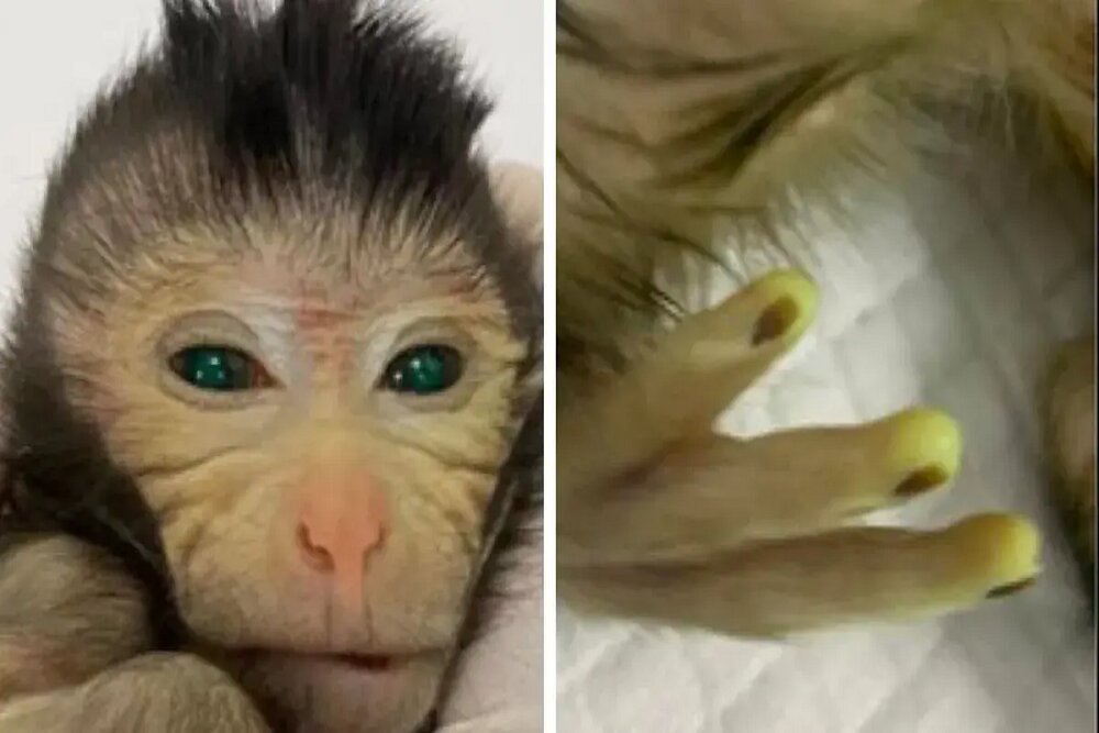 تولد میمونی با چشمان سبز و انگشتان فلورسنت با روش مهندسی ژنتیک