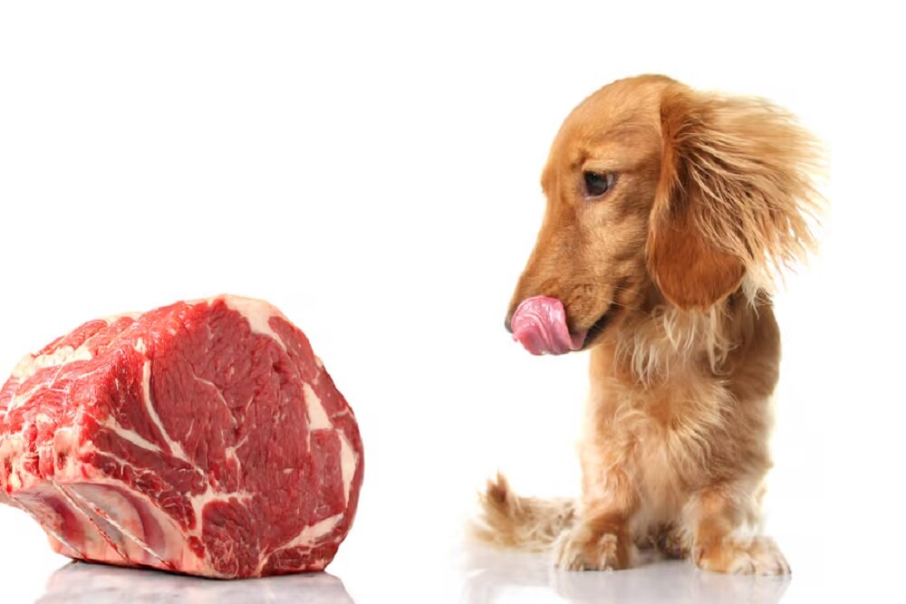 تغذیه سگ‌ها با گوشت خام عامل سرایت باکتری‌های مقاوم به آنتی‌بیوتیک به انسان