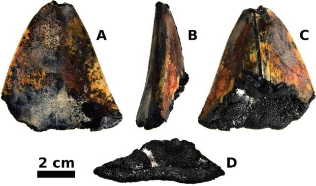کشف دندان ۳.۵ میلیون ساله یک کوسه در کف اقیانوس