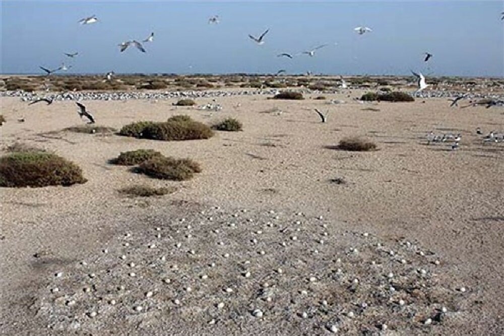 وجود میزان قابل توجه آلاینده‌های آلی در زیستگاه پرندگان مهاجر استان بوشهر