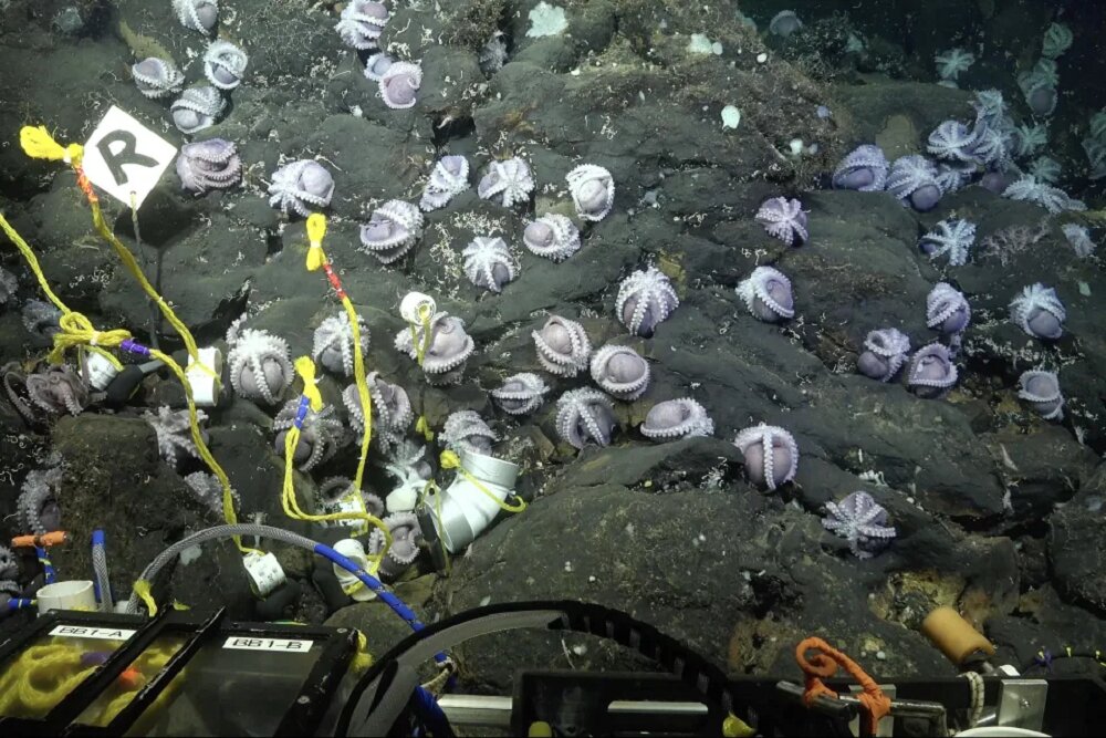 کشف ۴ گونه جدید از اختاپوس‌ها در اعماق دریا