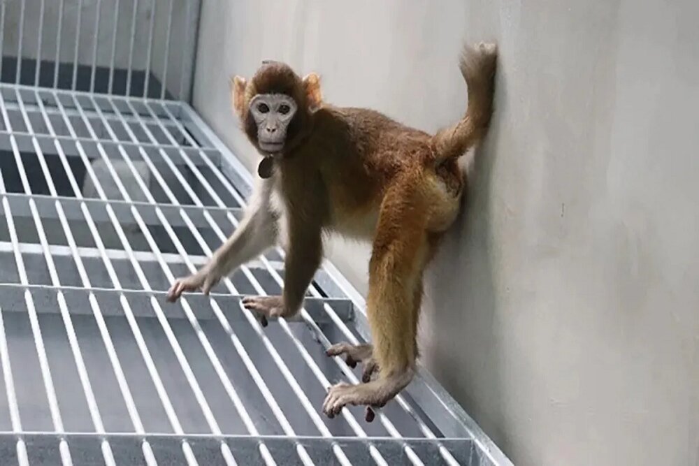 اولین میمون رزوس شبیه‌سازی شده در چین ۳ سال زنده ماند
