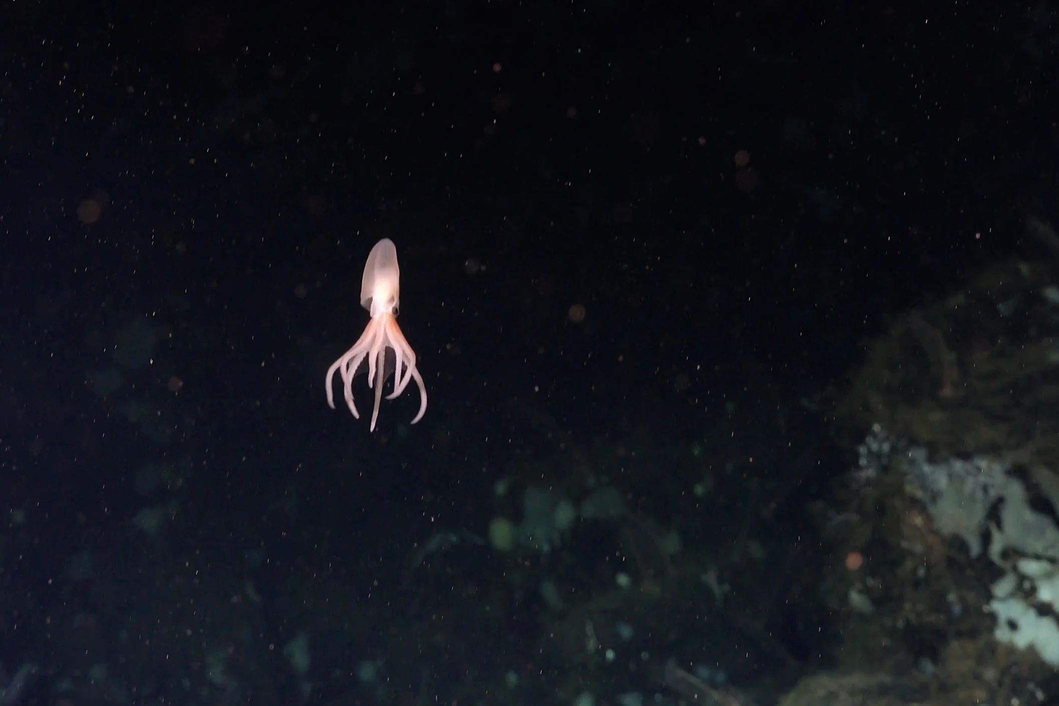 کشف ۴ گونه جدید از اختاپوس‌ها در اعماق دریا